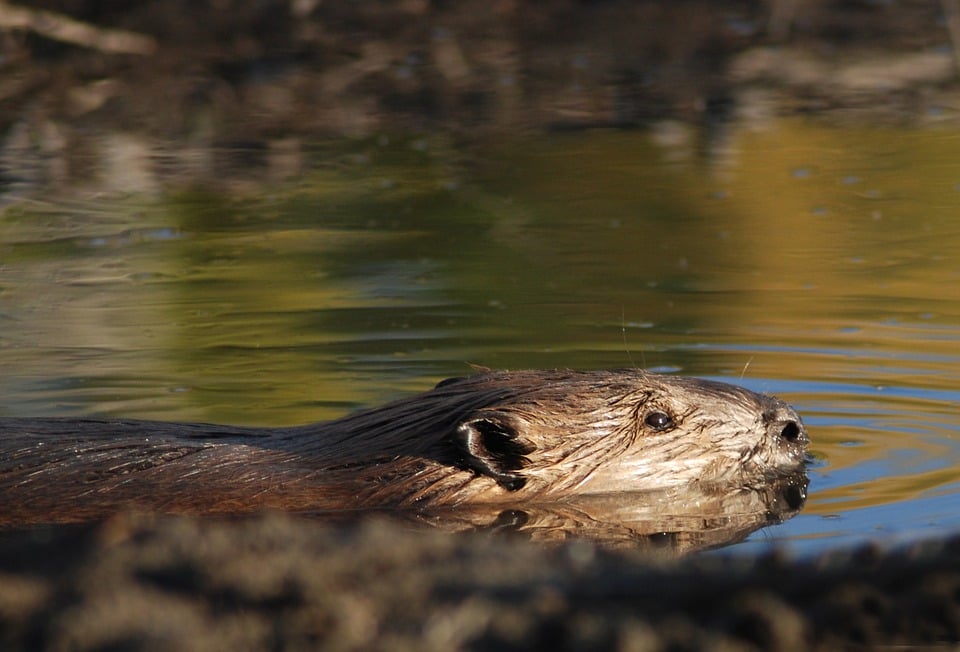 beaver-1343797_960_720