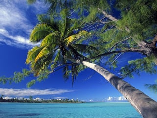 palm_tree_society_island_beach-normal.jpg